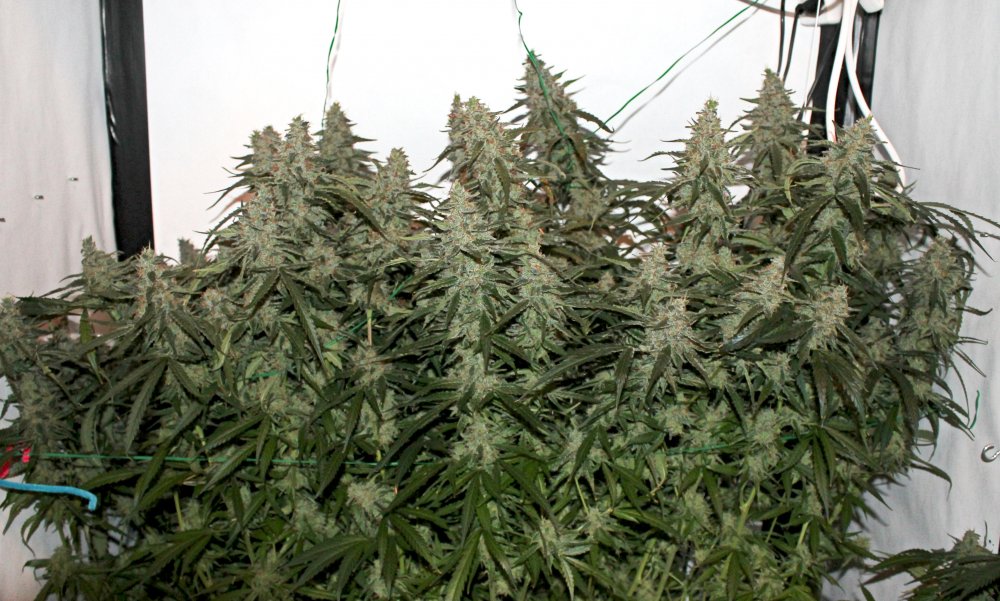 Blue AutoMazar medical grow review