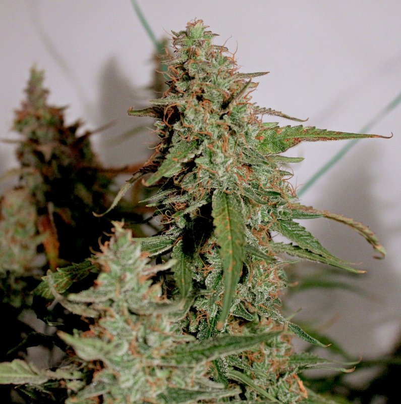 Blue AutoMazar medical grow review