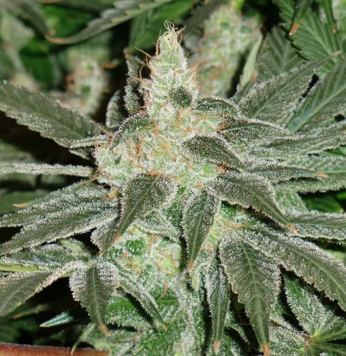 Dutch Passion Blue Velvet grow review