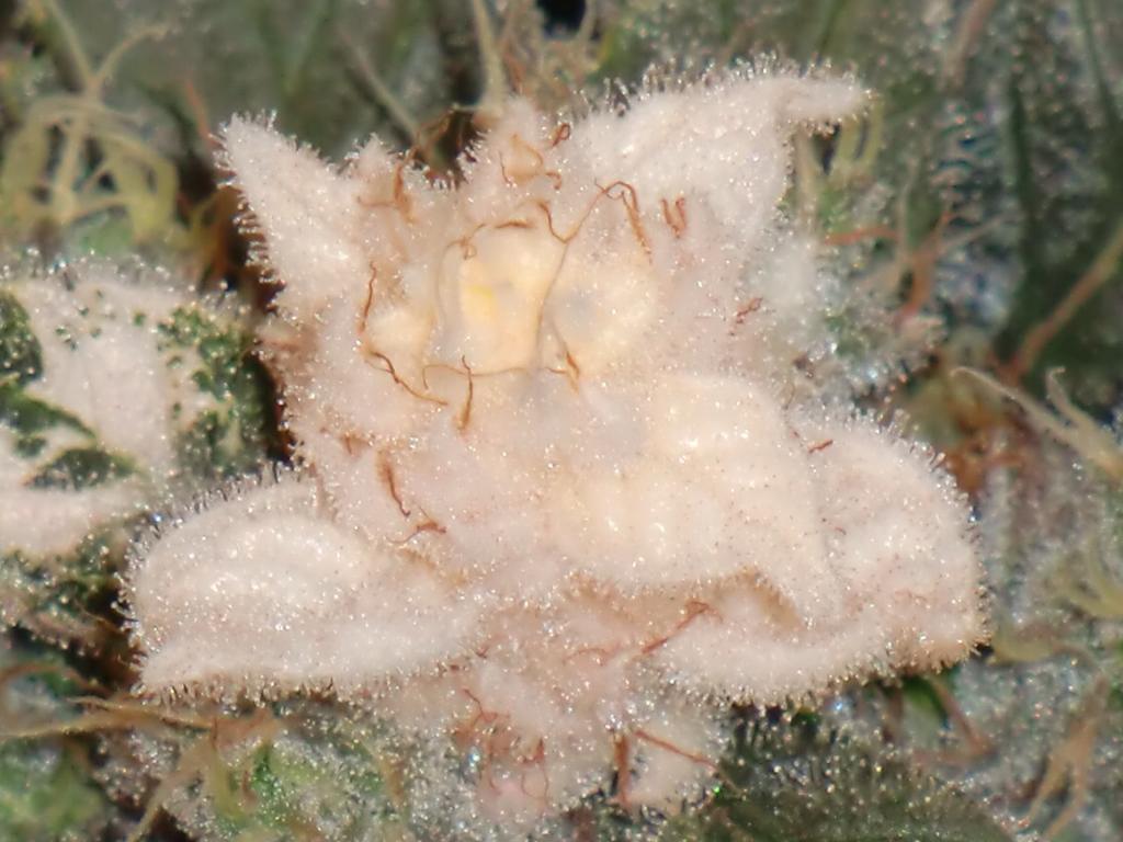 Dutch Passion Blue Velvet grow review