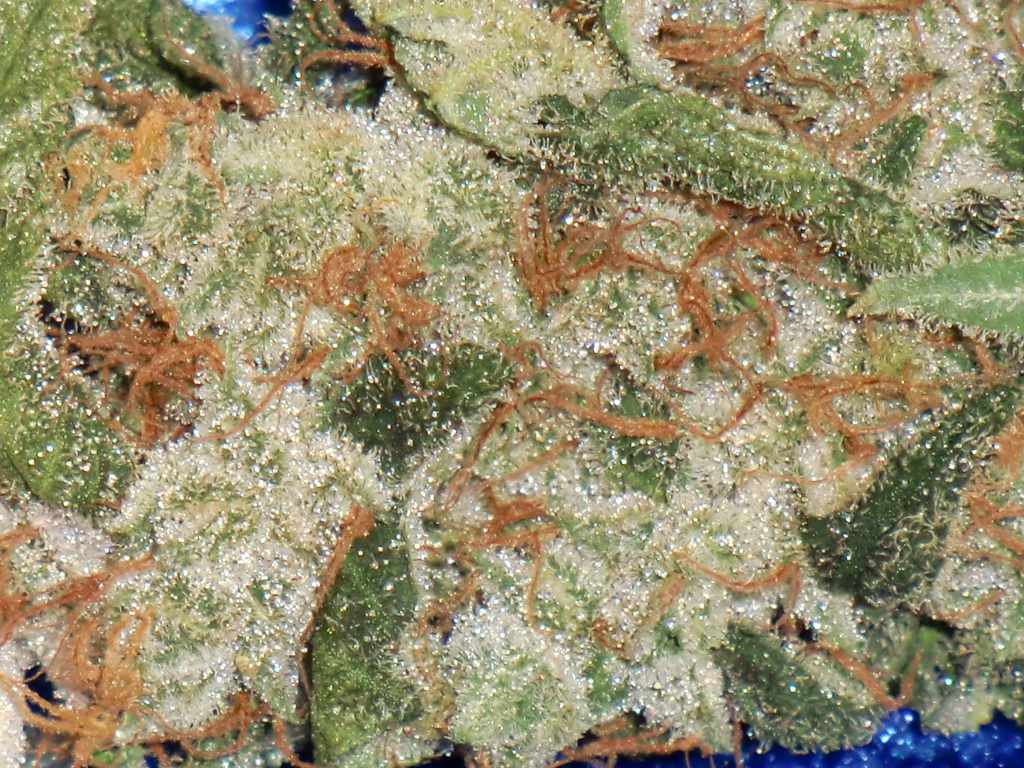 Frosty blue velvet dutch passion