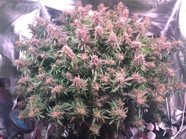 Auto Ultimate easy to grow