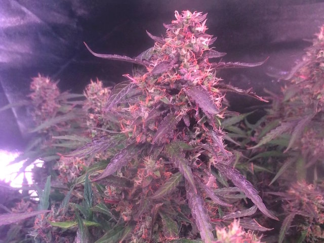 Auto Ultimate easy to grow