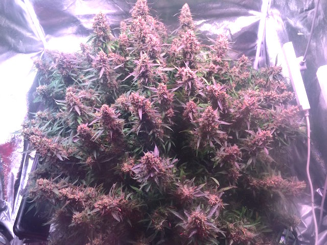 Auto Ultimate easy to grow