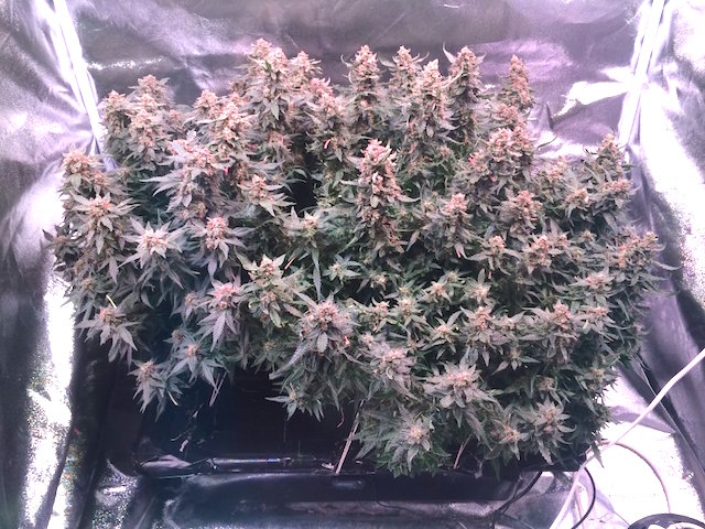 Auto Ultimate easy to grow with multiple blooms