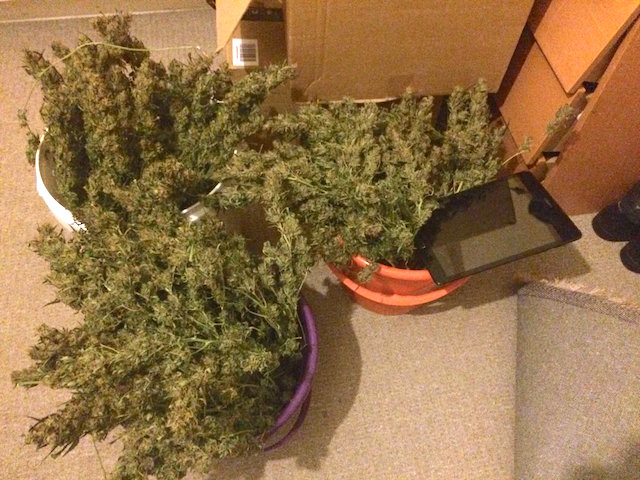 Auto Ultimate easy to grow