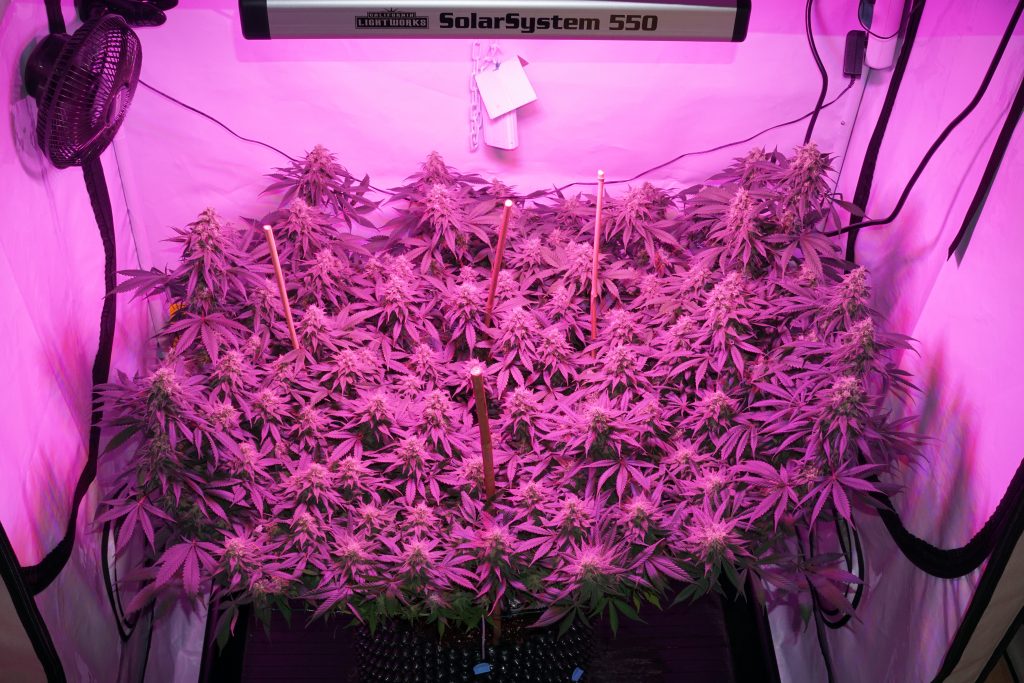 Growlights für den Indoor-Anbau von Cannabis 2/2