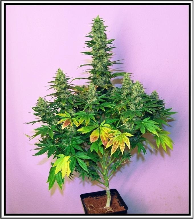 Dark Delight review by Rubio