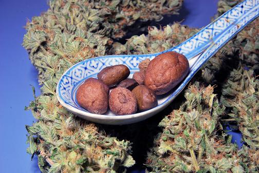 Hand made hash from Dark Delight dutch passion