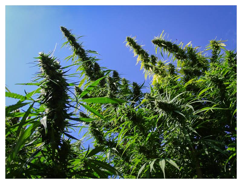 Easy ways to grow cannabis summer blooms