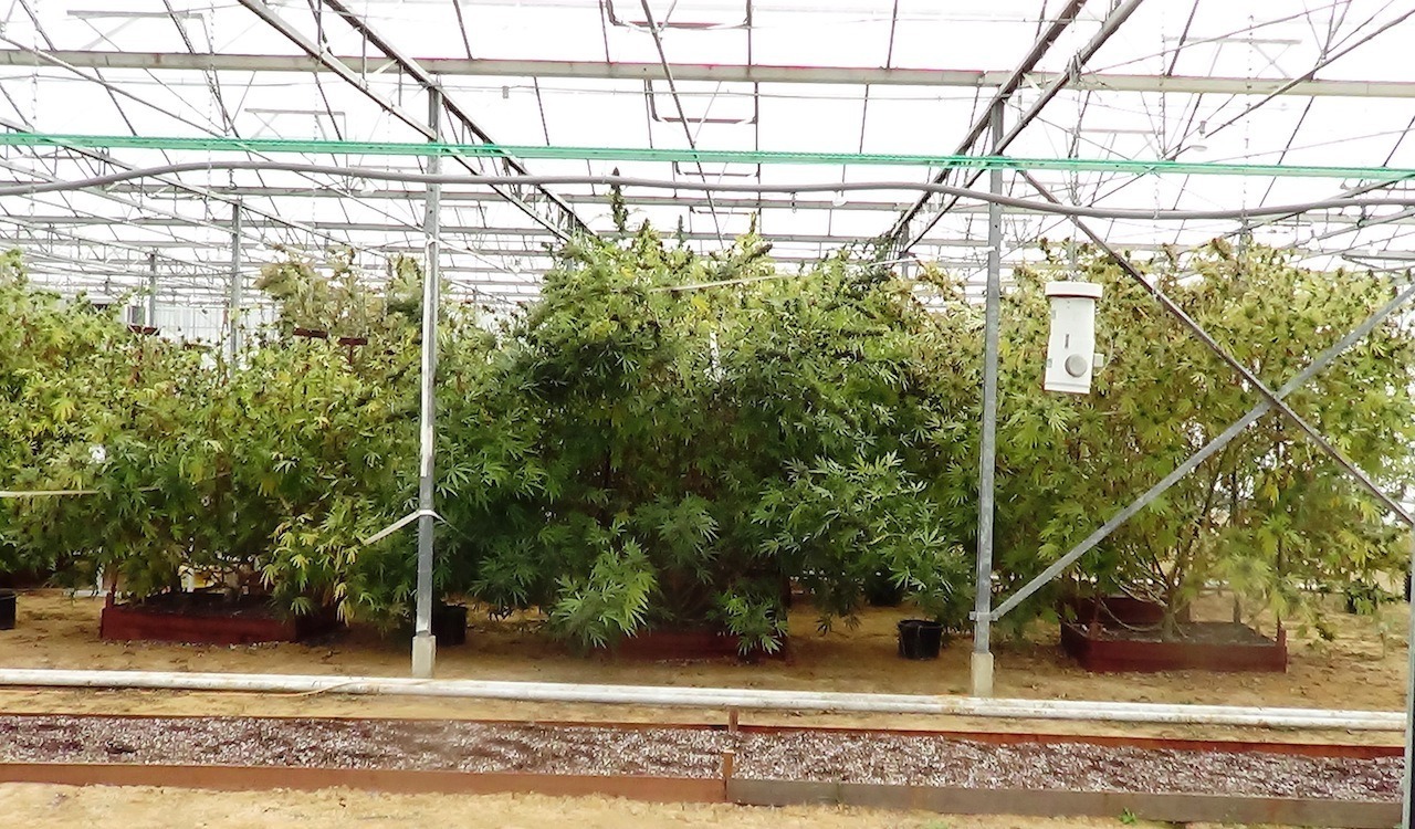 epic frisian dew greenhouse grow, totally epic