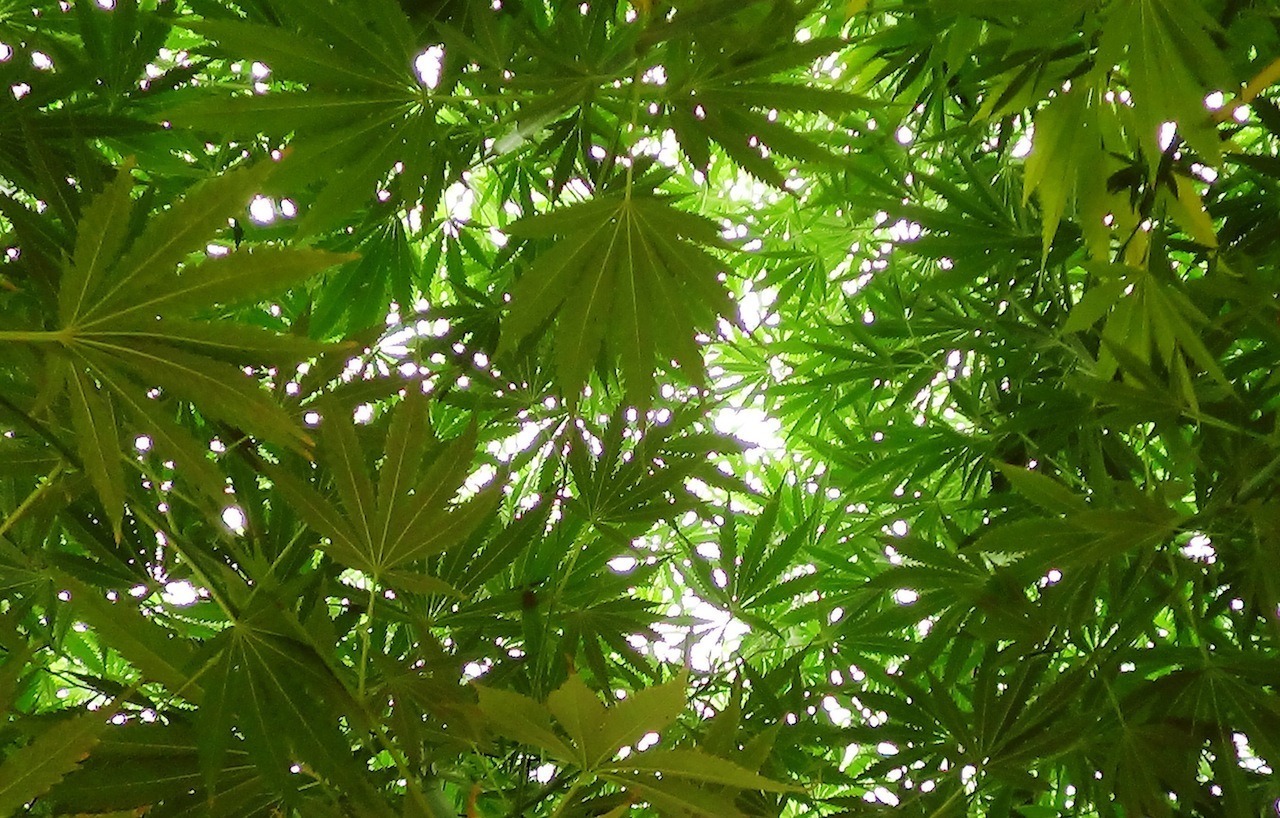 Dutch Passion Frisian Dew arty