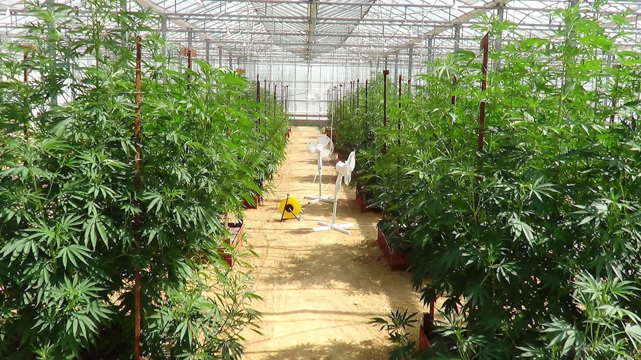  Dutch Passion Frisian Dew