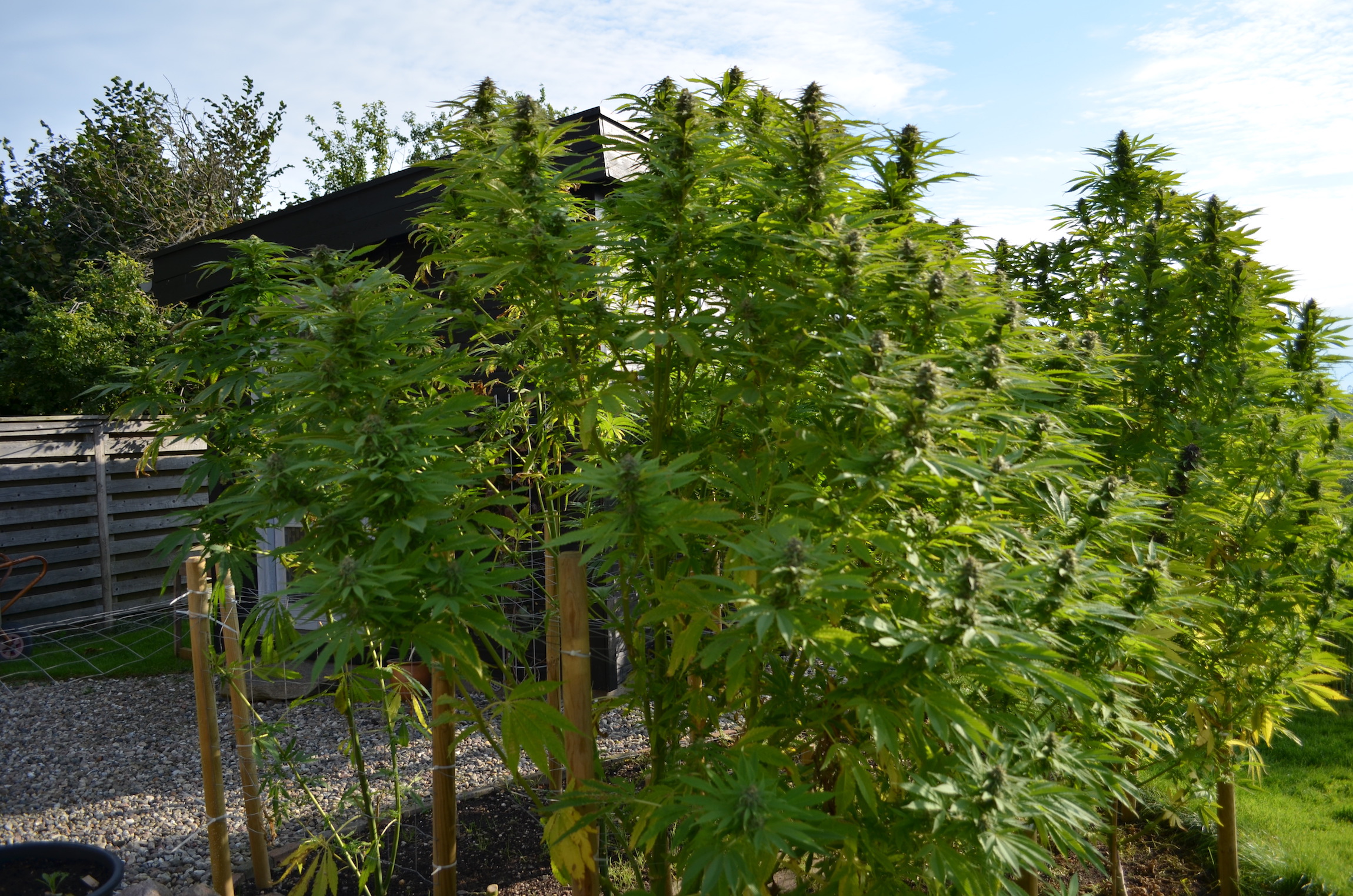 Frisian Dew outdoor cannabis grow