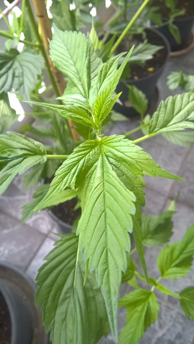 Frisian Duck in the garden