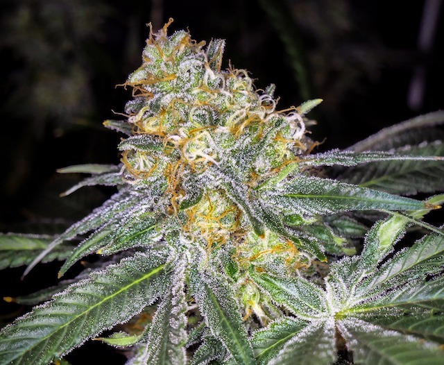 Oil covered cannabis buds from Glueberry OG