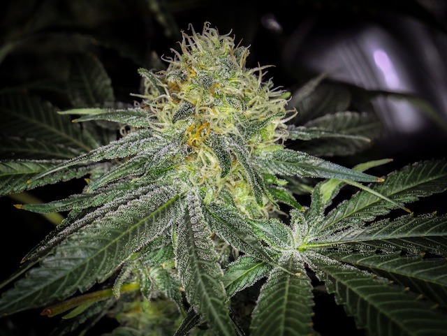 Glueberry OG, note the resin on the fan leaves as well as the buds