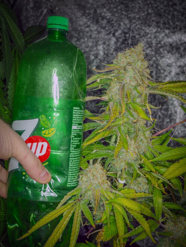 Glueberry OG, connoisseur quality with good sized blooms