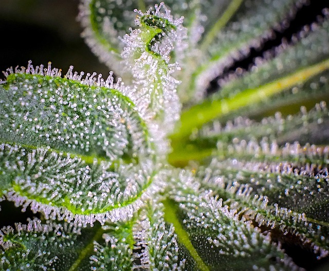 Even the Glueberry OG leaves are covered in THC rich resin