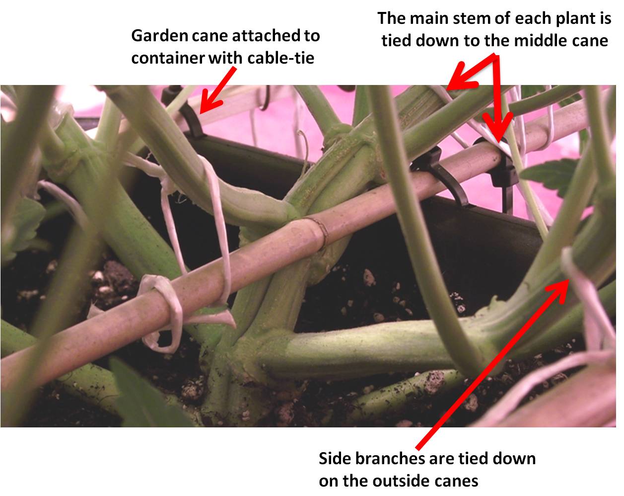 Low stress training of autoflowers with horizontal bamboo canes.