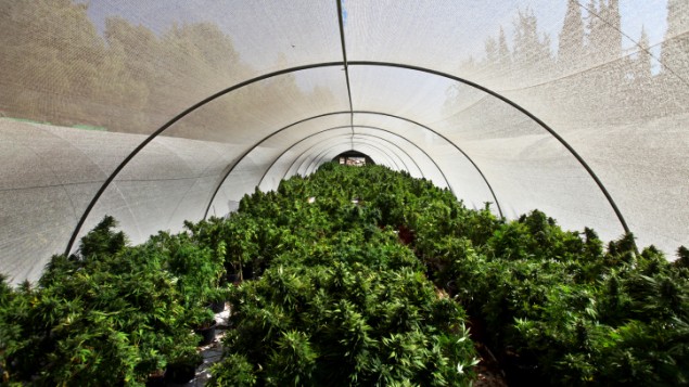 Easy ways to grow cannabis in a polytunnel