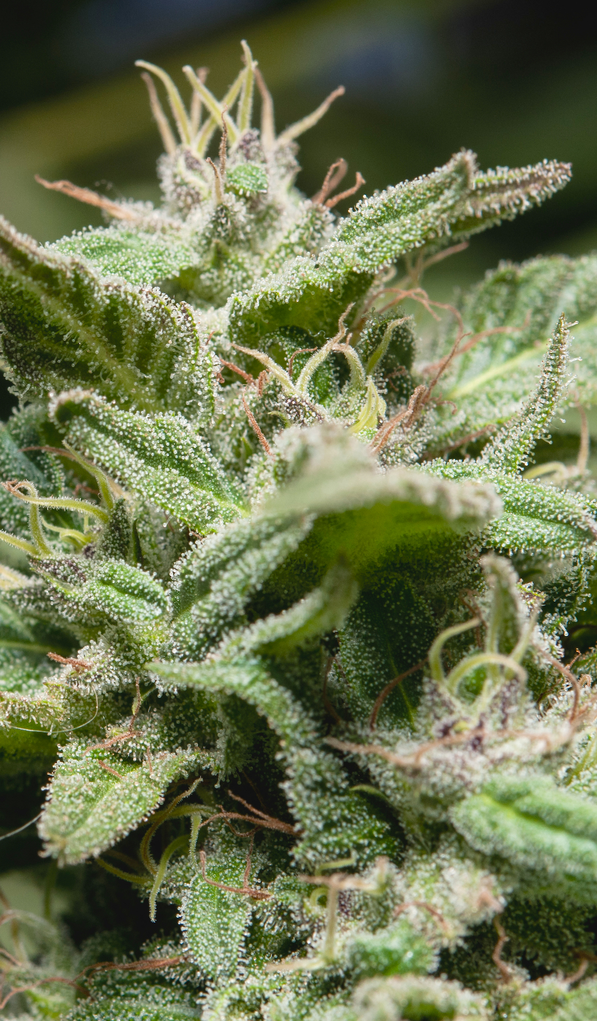 last photo of the diamonds