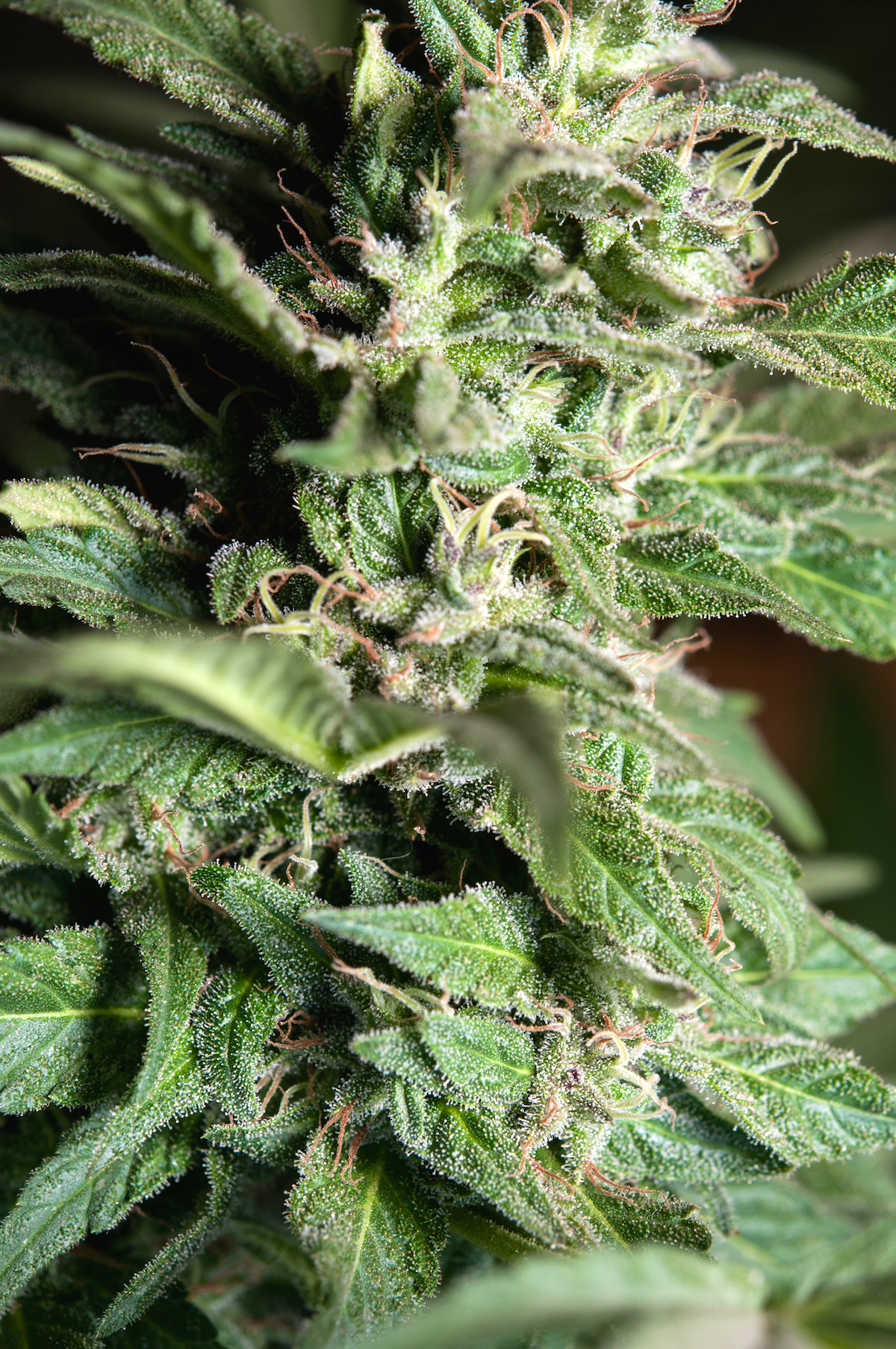 close up of frosty leaves