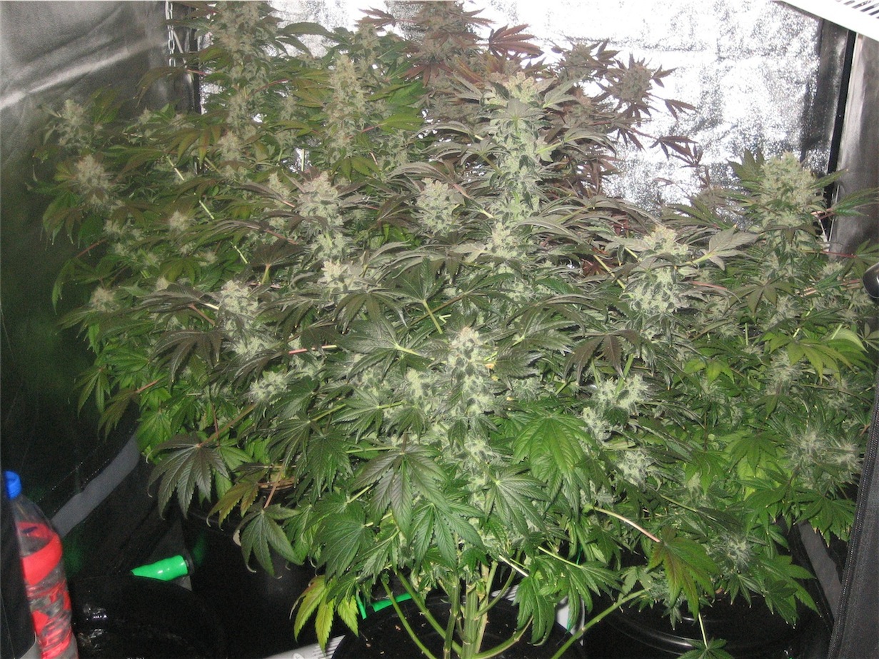 Orange Hill Special Dutch Passion fills the tent at harvest