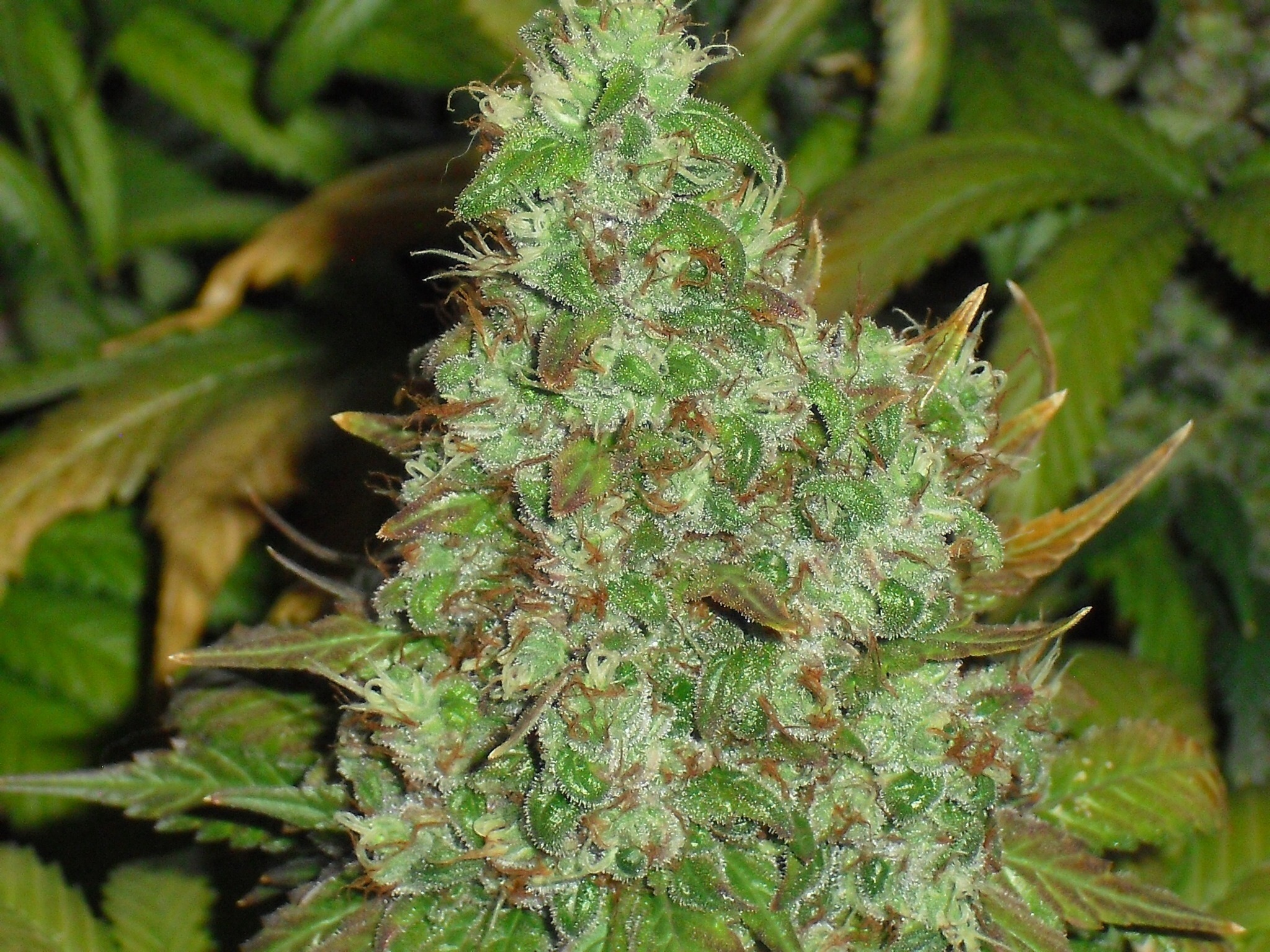 true resin dripping blooms