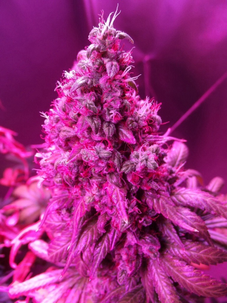 Orange Hill Special rich and resinous