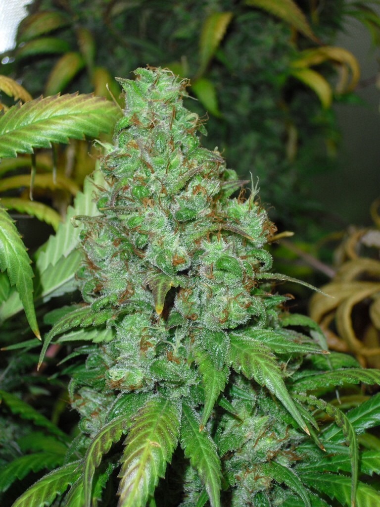 a long and sticky orange hill special bloom