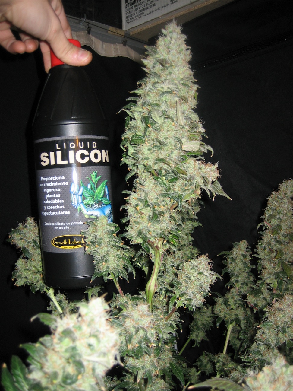fat buds next to nutrient bottle
