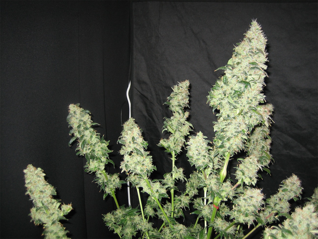 lovely plant with leaves removed Dutch Passion