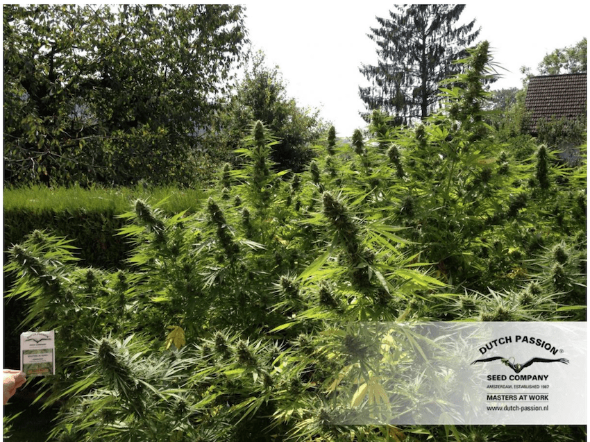 Important info's to grow cannabis outdoors