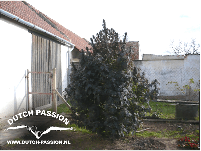 Important info's to grow cannabis outdoors