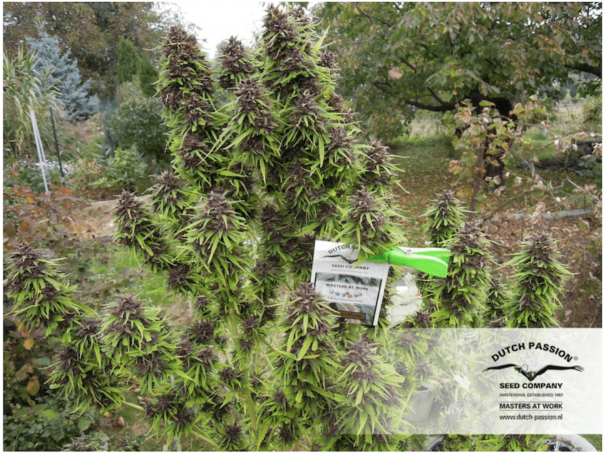 Important info's to grow cannabis outdoors