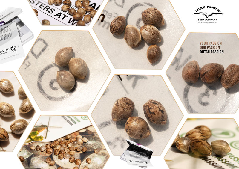 Auswahl der besten Hanfsamen für den Indoor-Anbau von Cannabis