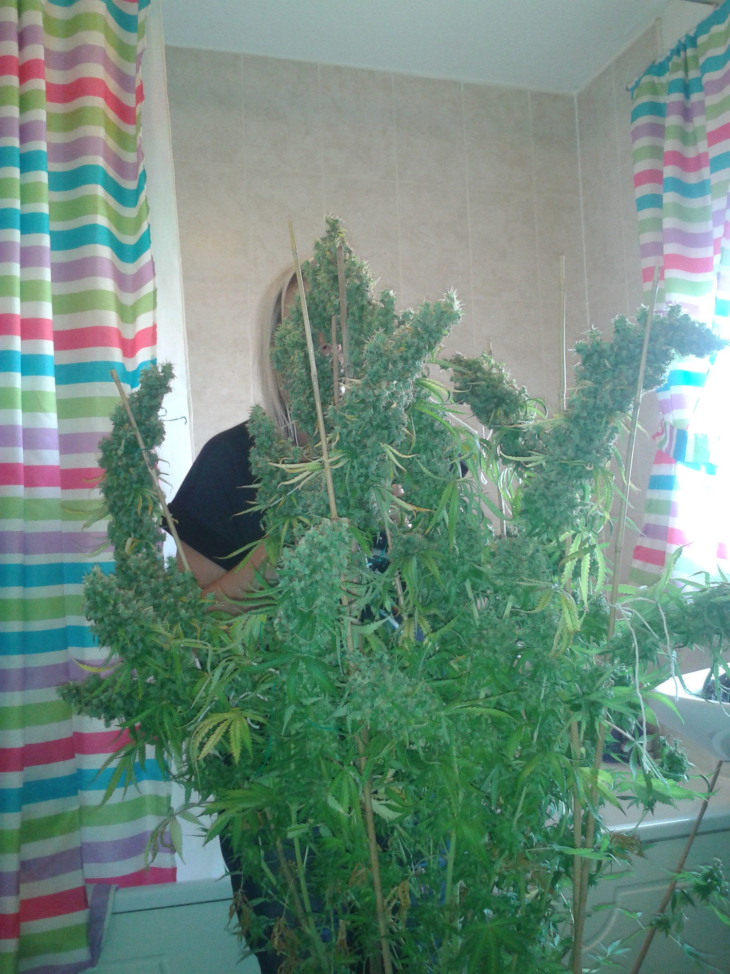 epic skunk 11, massive