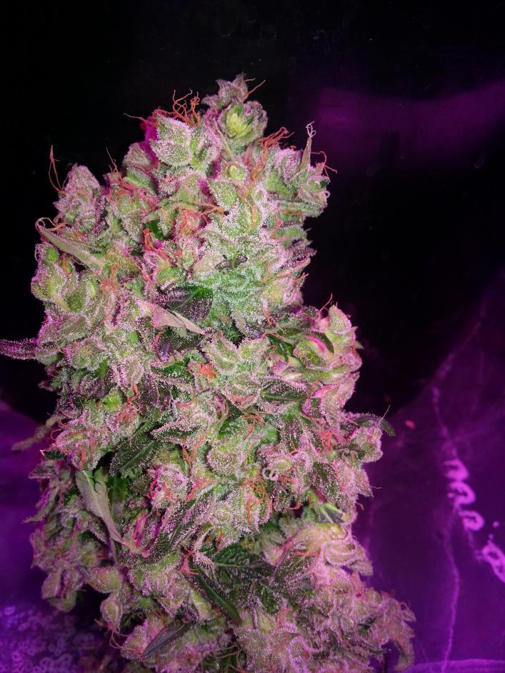 SnowStorm Dutch Passion Automatic Orange Bud