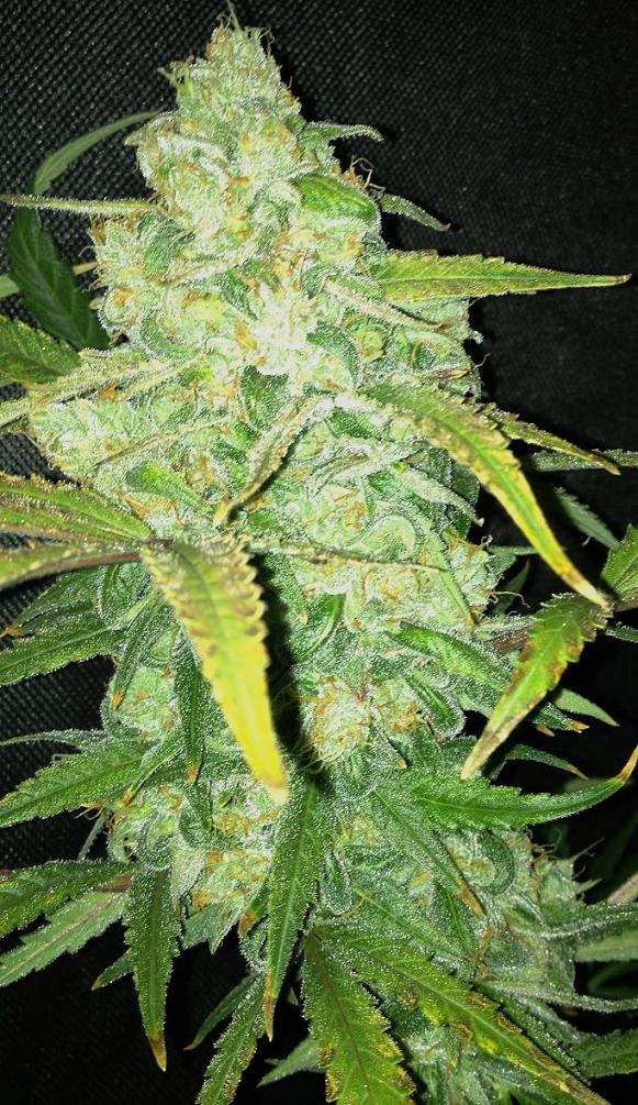 Dutch Passion StarRyder