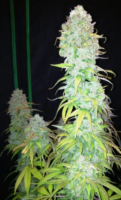 Dutch Passion StarRyder Grow Review