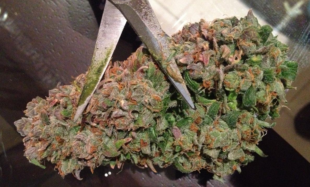 Dutch Passion StarRyder