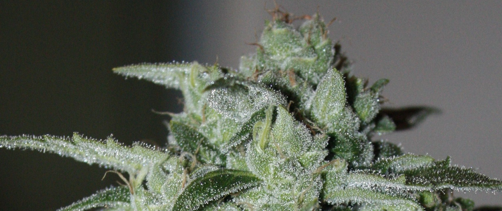 StarRyder customer grow review