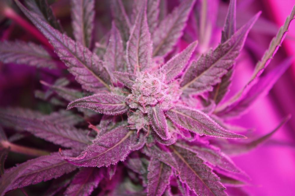 StarRyder customer grow review