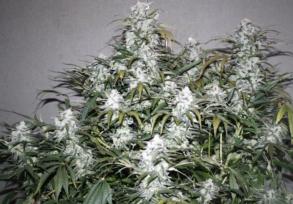 StarRyder customer grow review