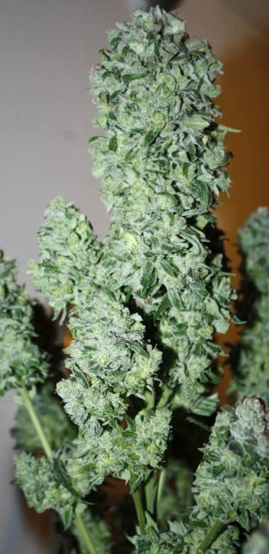 StarRyder customer grow review