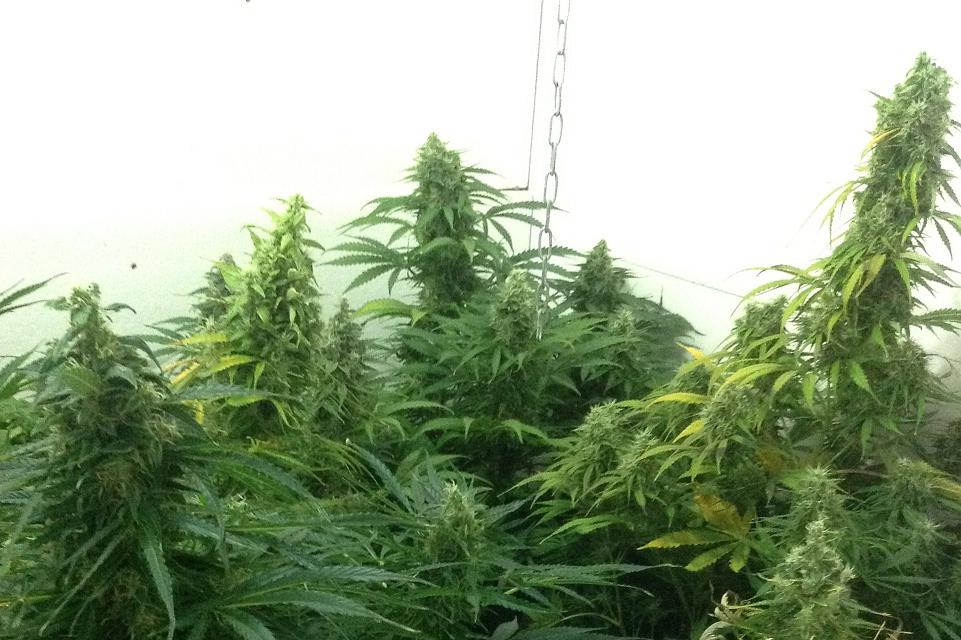 think different plants