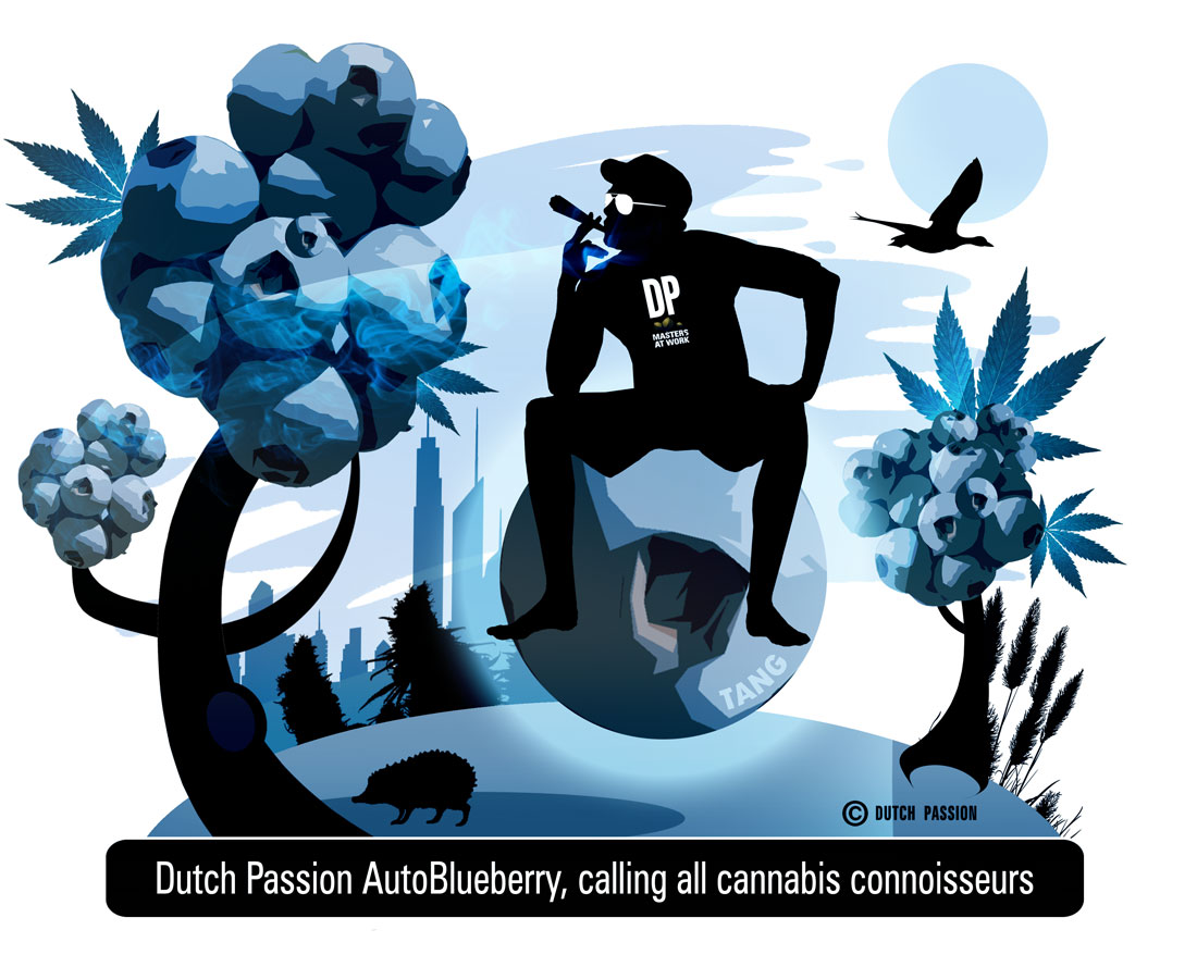 Dutch Passion AutoBlueberry grow review auto blue for me and you, baby