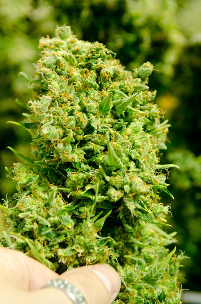 Dutch Passion Think Different