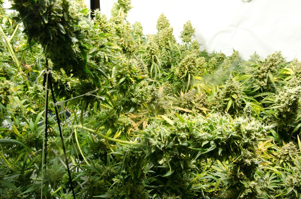 Dutch Passion Think Different